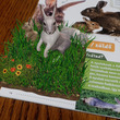 Állatok a ház körül - Kiterjesztett valóság könyv kép nagyítása