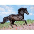 Ravensburger: Fekete ló 200 darabos XXL puzzle kép nagyítása