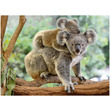 Puzzle 200 db - Koala család kép nagyítása