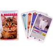99448 - Macskák ismeretterjesztő kártya